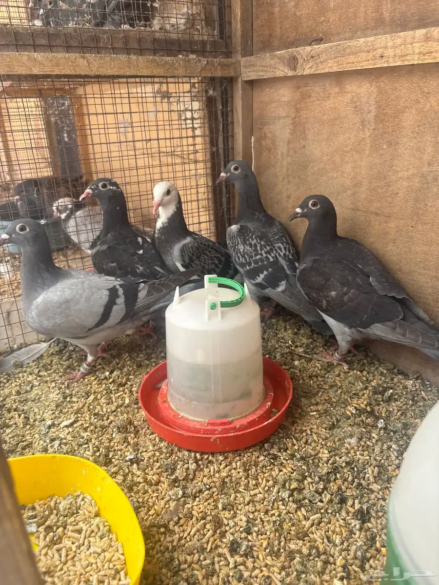 للبيع طبات واجوز زواجل سباق 6