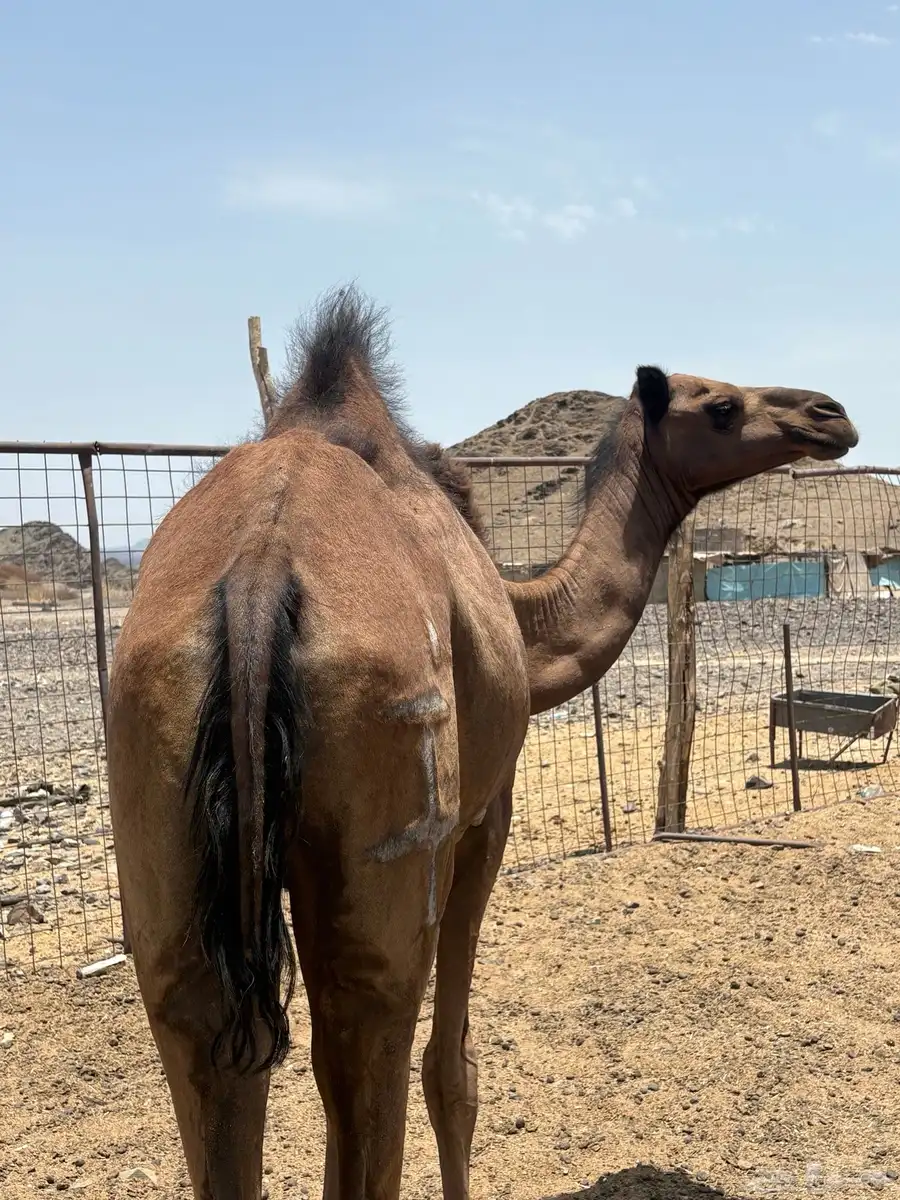 بكره صفرا جذعه مبيوع ولدها 0