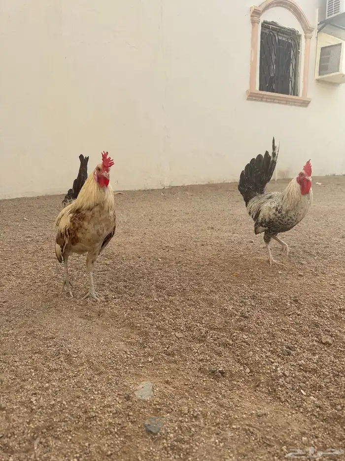 دجاج عربي وفيومي 0