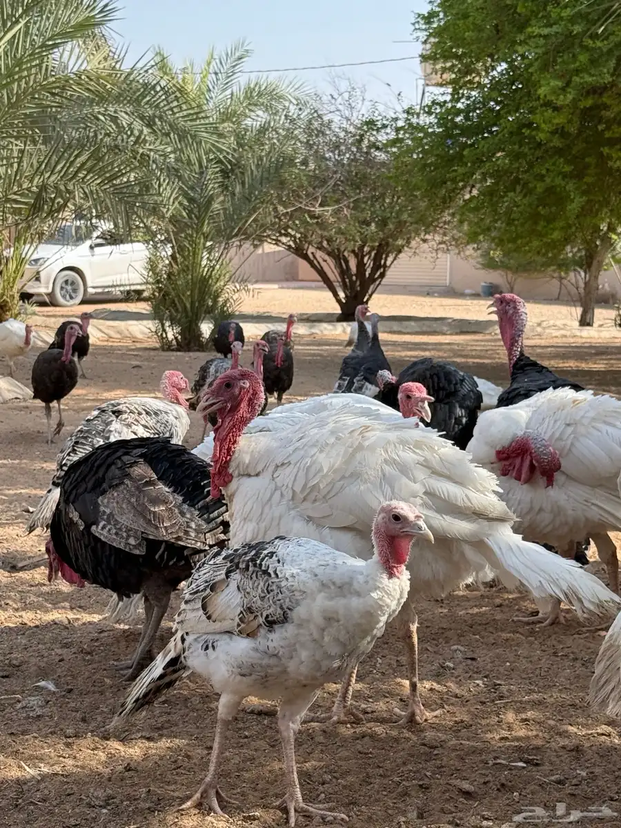 للبيع ديوك رومي ذبح او تربية 0