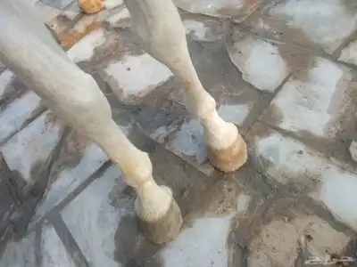 حصان شعبي للبيع طرب 13