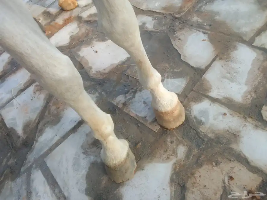 حصان شعبي حار رقص و تربيع وكل شي 8