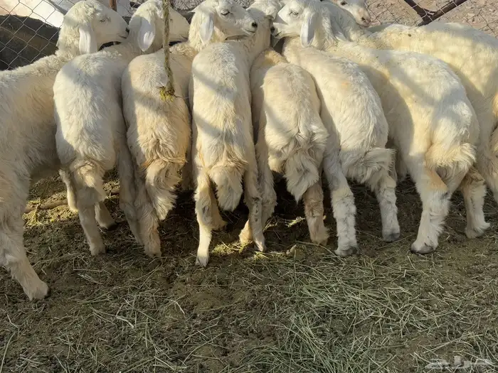 طليان تربيه 0