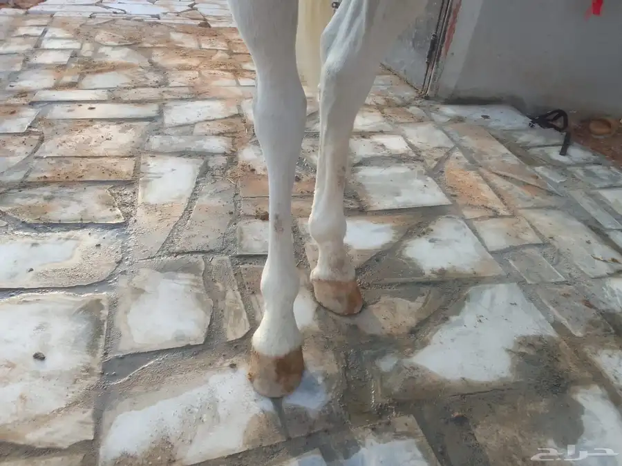 حصان شعبي حار رقص و تربيع وكل شي 9