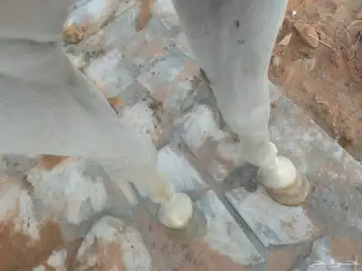حصان شعبي للبيع طرب 4