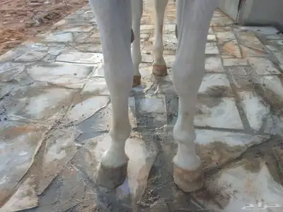 حصان شعبي للبيع طرب 6