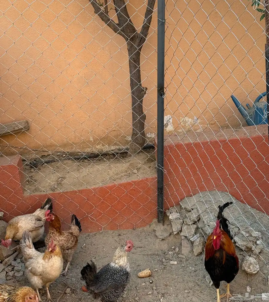 دجاج بلدي 2