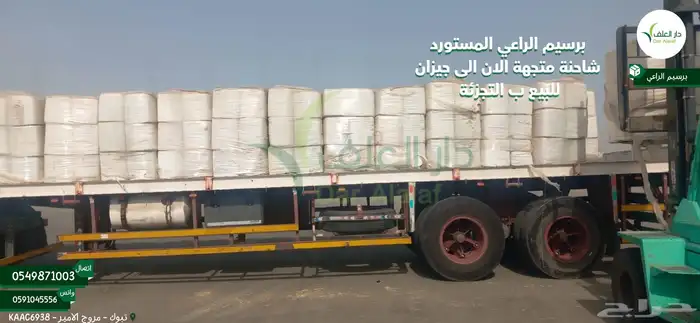 برسيم الراعي المستورد في جيزان 1