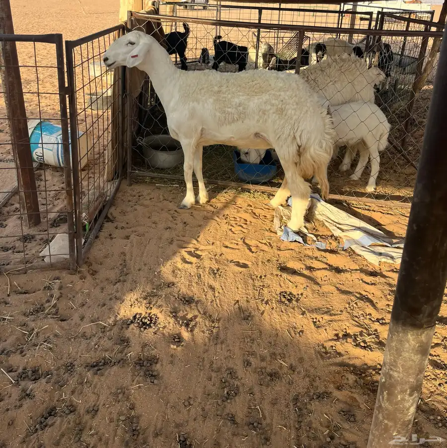 حريه صنف الصنف 0