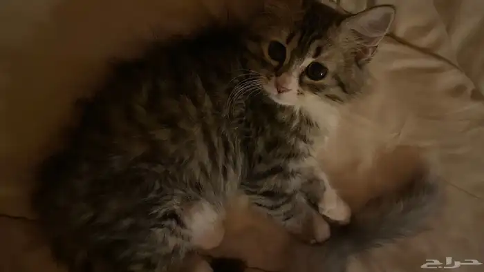 قطوه 0