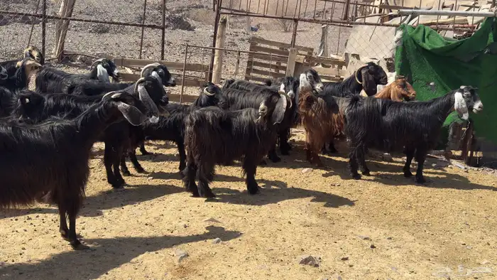 معزاء عارضيات 2
