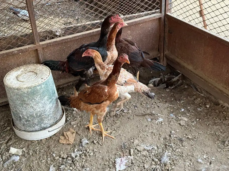 للبيع دجاج باكستاني 6
