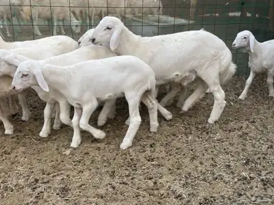 رخال خلفات فواخر وصنف 14