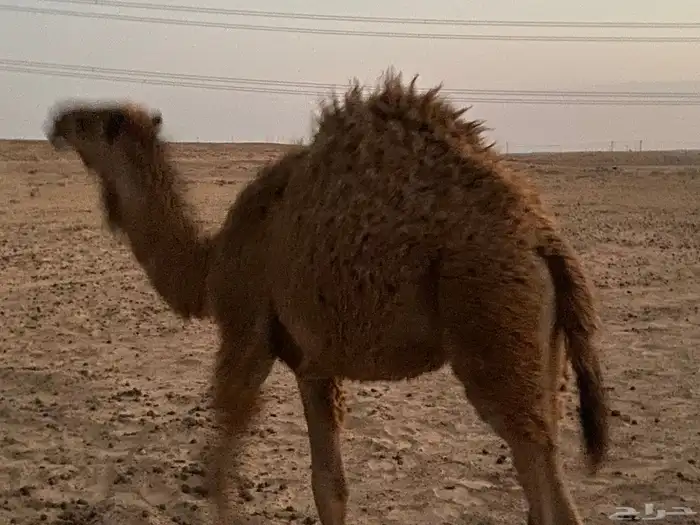حشو بريات 2