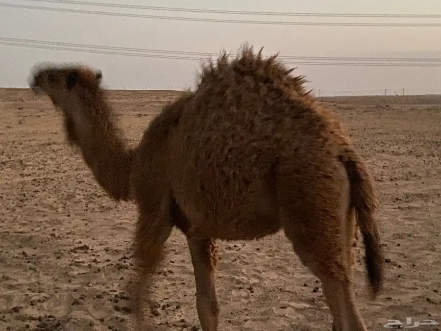 حشو بريات 2