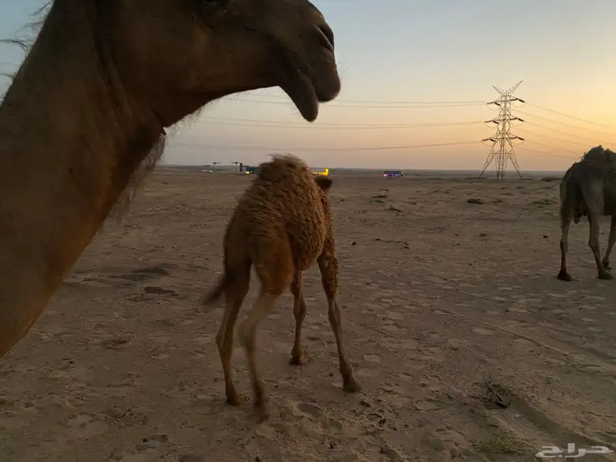 حشو بريات 6
