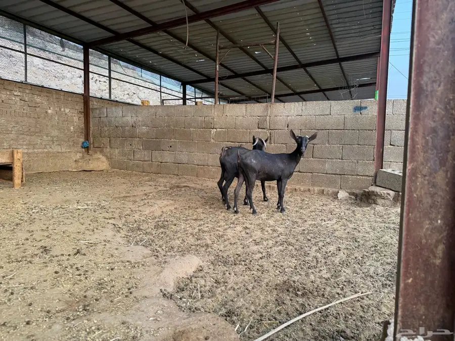 عنز وتيس مورسيانو اسباني 5
