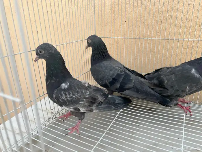 جوز باكستاني كالو مع الطبه 3