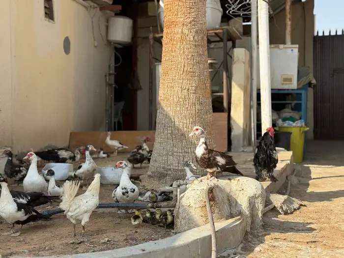 كميات بط مسكوفي للبيع بالخرج أسعار جملة 1