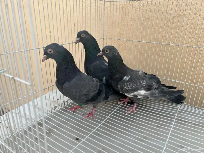 جوز باكستاني كالو مع الطبه 4