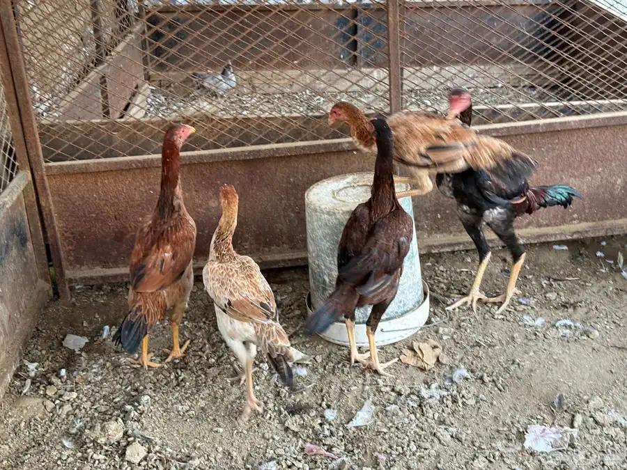 للبيع دجاج باكستاني 3