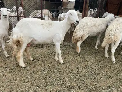 رخال خلفات فواخر وصنف 2