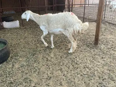 رخال خلفات فواخر وصنف 1