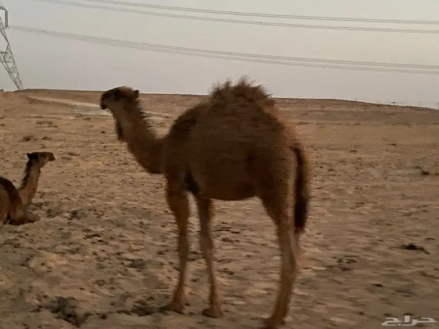 حشو بريات 0