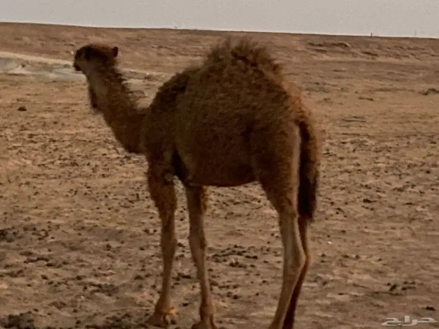 حشو بريات 3