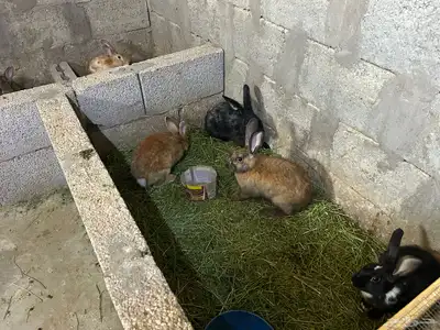 القصيم البدايع 0