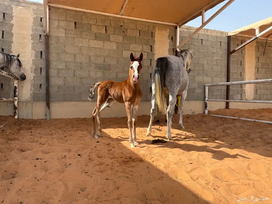 العفجه يوجد بواديك خيل تصلح لرمك 1