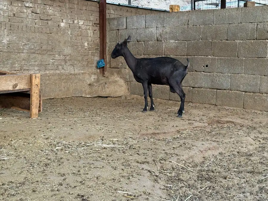 عنز وتيس مورسيانو اسباني 6