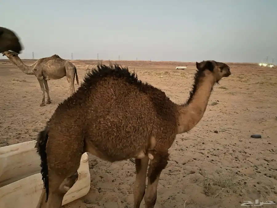 حشو بريات 1