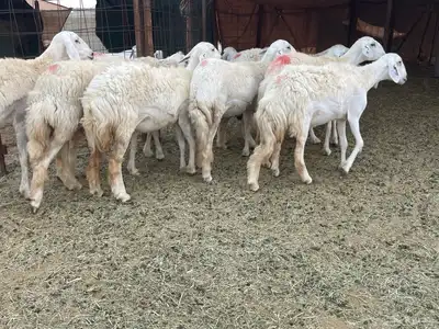 رخال خلفات فواخر وصنف 6