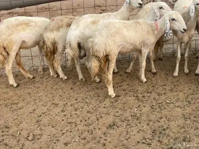 رخال خلفات فواخر وصنف 4