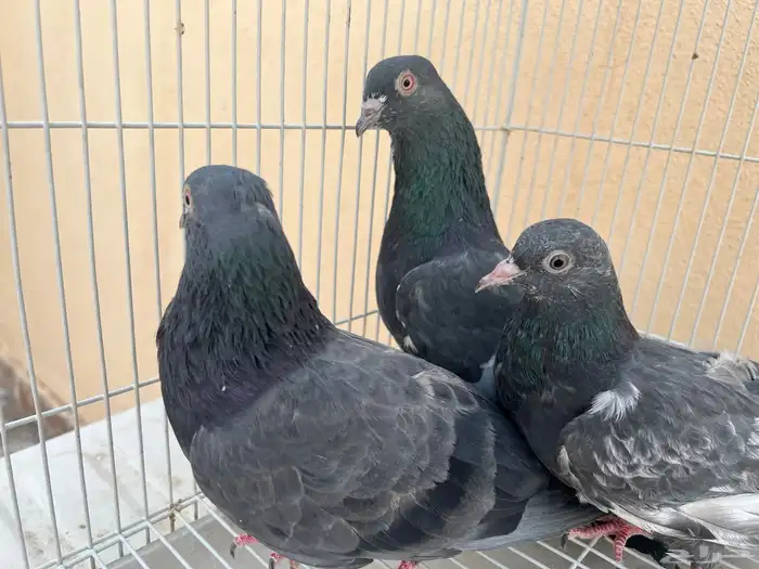 جوز باكستاني كالو مع الطبه 5