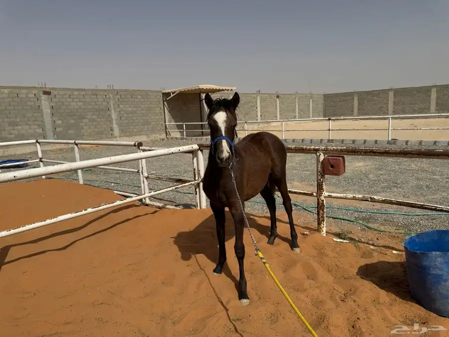 العفجه يوجد بواديك خيل تصلح لرمك 0