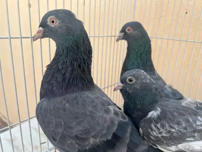 جوز باكستاني كالو مع الطبه 1