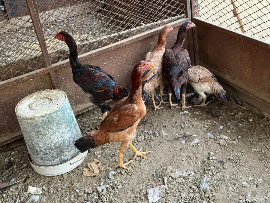 للبيع دجاج باكستاني 5
