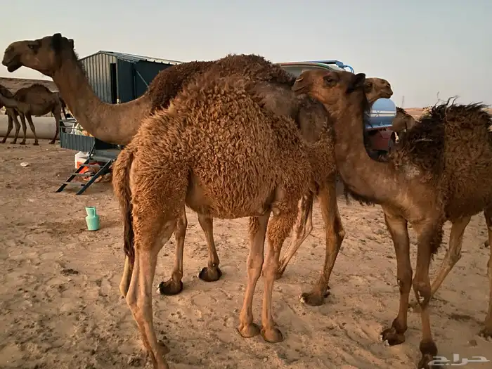 حشو بريات 5