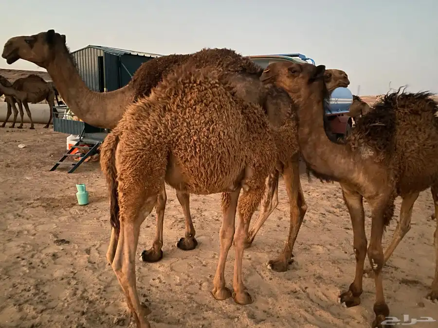 حشو بريات 5
