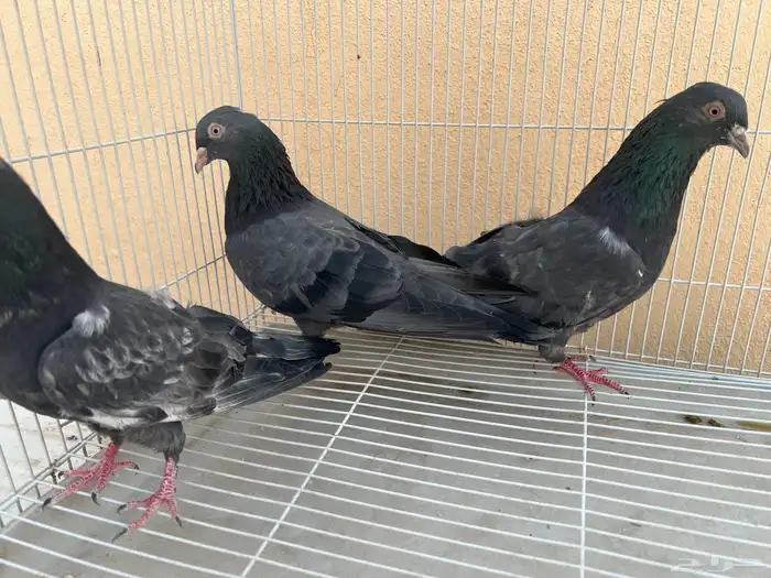 جوز باكستاني كالو مع الطبه 2