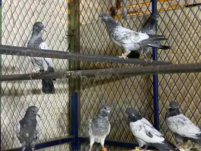 حمام باكستاني 0