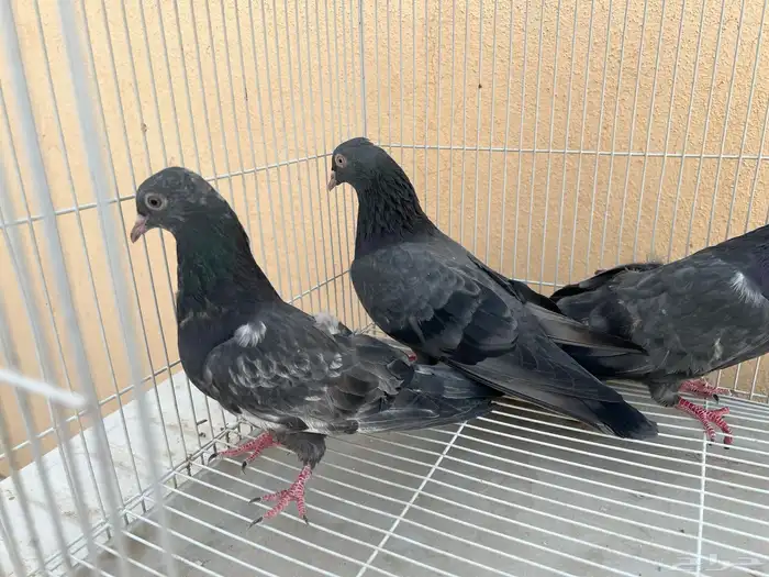 جوز باكستاني كالو مع الطبه 0