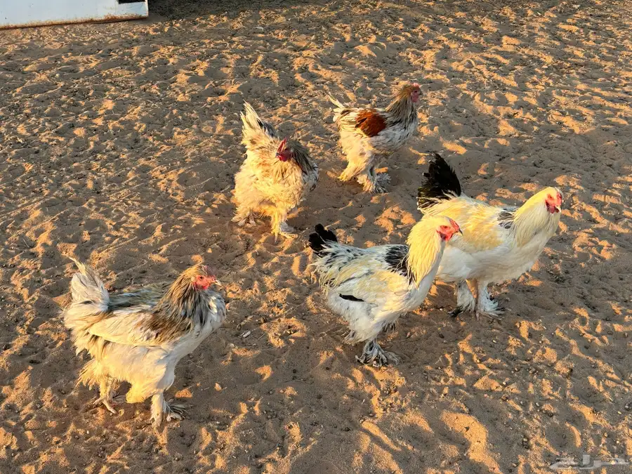 ديكة براهما للبيع 0