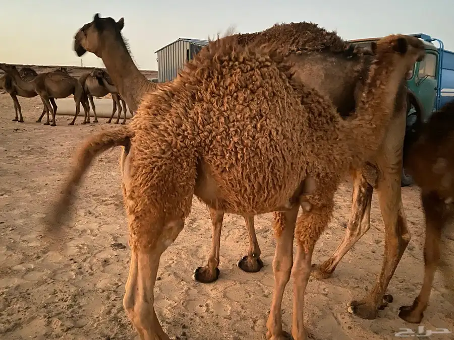 حشو بريات 4