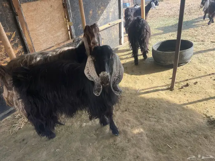 اللي بياسس مراح 0