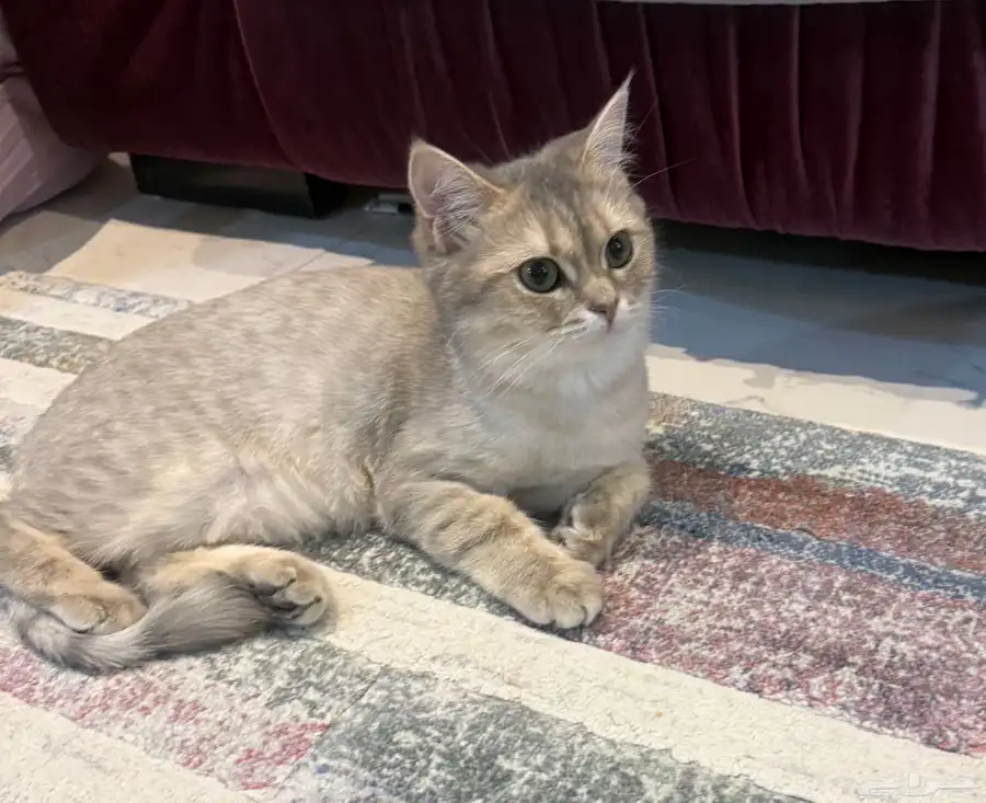 عندي قطه سكوتش ستريت انثى عمرها 10 شهور غير معقمه ومطعمه 0