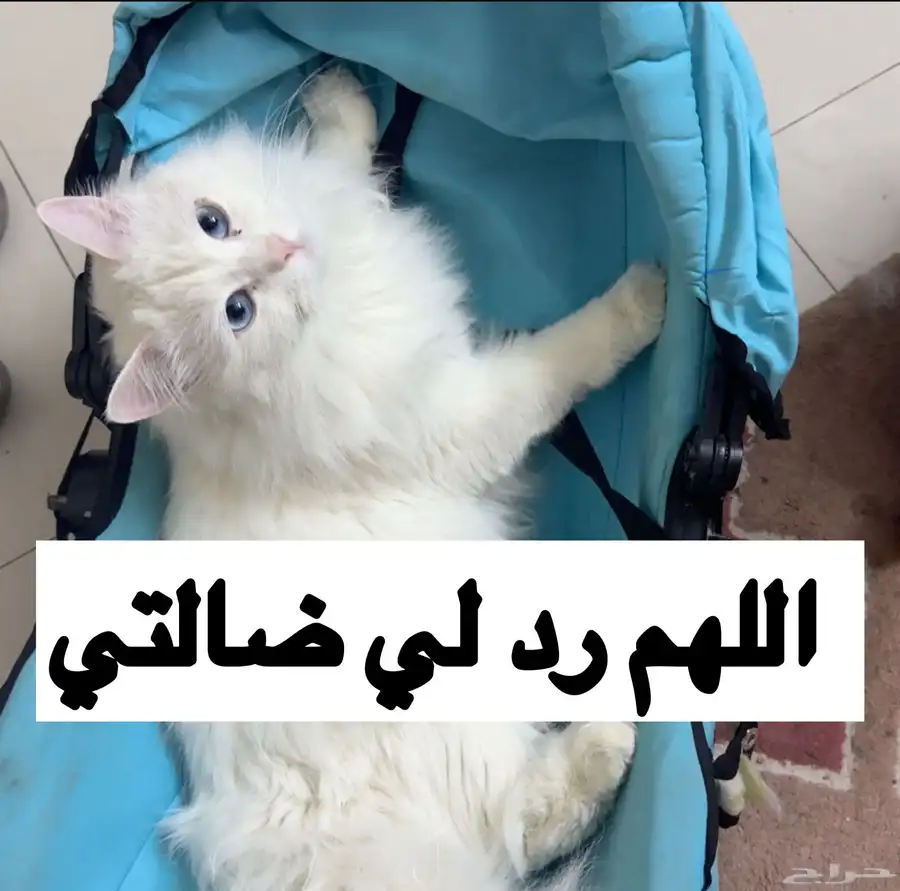 قط مفقود في الرياض 0
