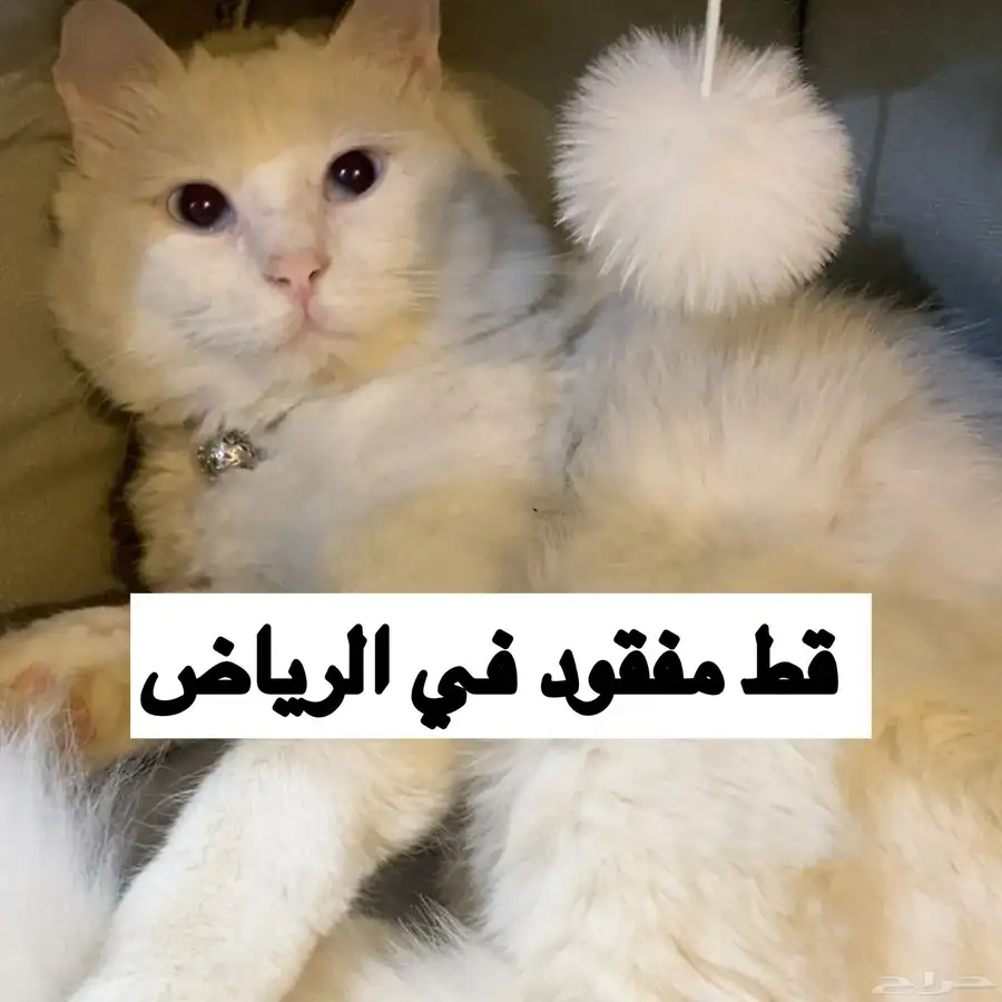 قط مفقود في الرياض 3